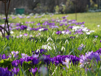 2021-03-24 Gartenimpressionen 1.jpg