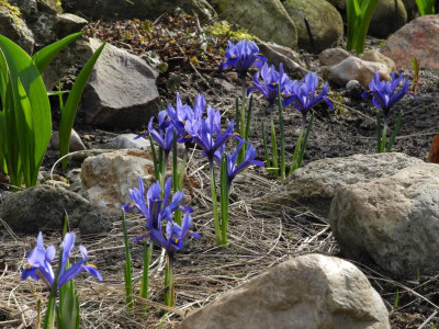 reticulata 'Harmony' 2021-03-21 (2).JPG