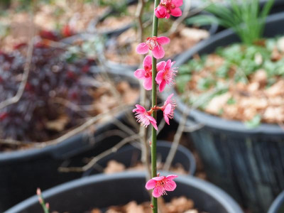 Prunus mume Beni Shi Dori P3230122.JPG