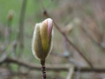 Magnolia x loebneri 'Merrill' Knospe P3230176.JPG