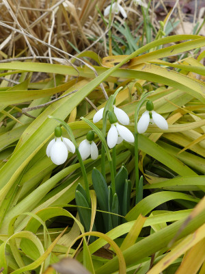 2021-03-22 Galanthus 'Polar Bear'.jpg