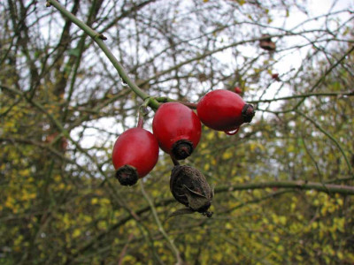 HAGEBUTTEN_SO_111107.jpg