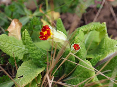 Primula veris subsp. rubra Little Laced P3230138.JPG