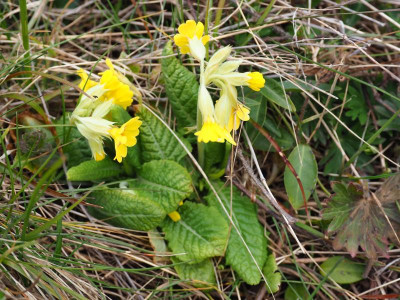 Primula Veris P3230139.JPG