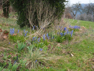 Hyacinthus orientalis Blau P3230140.JPG