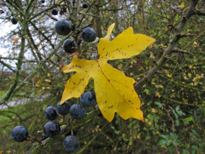 BAUME_III_SO_111107.jpg
