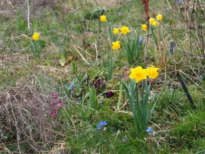 Narcissus pseudonarcissus Obvallaris P3230141.JPG