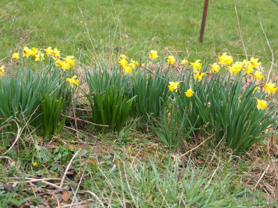 Narcissus pseudonarcissus lokale Varietät P3230142.JPG