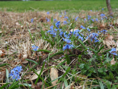 Scilla bifolia Pleioblastus P3230147.JPG
