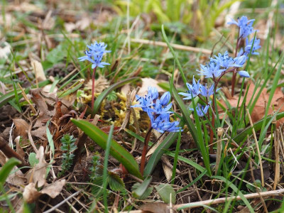 Scilla bifolia Pleioblastus P3230148.JPG