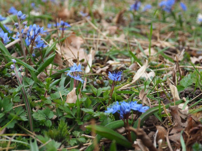 Scilla bifolia Pleioblastus Biene P3230149.JPG