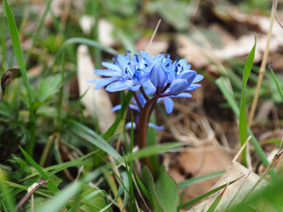 Scilla bifolia Pleioblastus P3230157.JPG