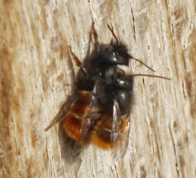 Osmia cornuta 2021-03-25.jpg