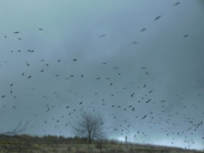 Raben_im_Wind.jpg