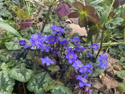 hepatica_helleborus.jpeg