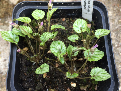 2021-03-25 Viola selkirkii var.jpg