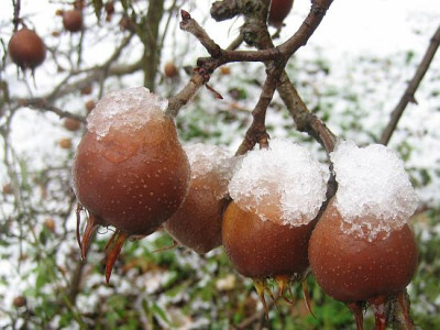 Mespilus_germanica_80621.jpg