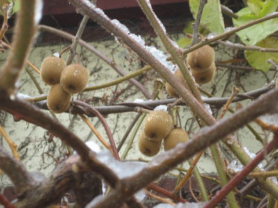 Actinidia_chinensis_80561.jpg