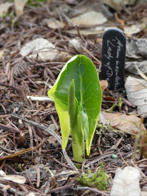 2021-03-25 Arum maculatum 'Lady of Devon'.jpg