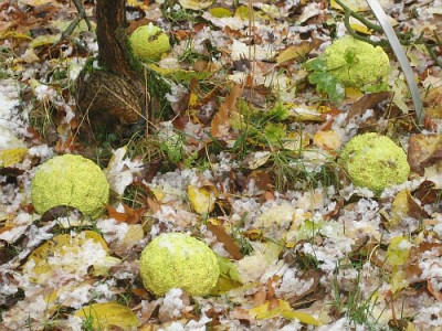 Maclura_pomifera_80672.jpg
