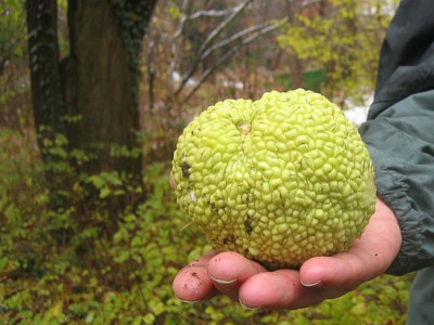 Maclura_pomifera_80551.jpg