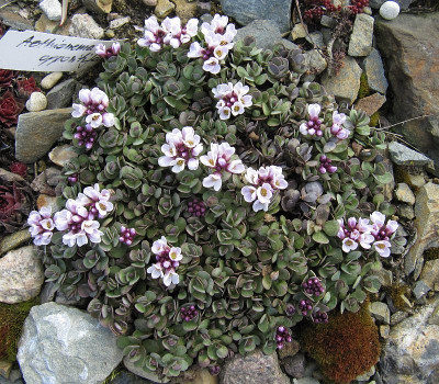 IMG_3005_Aethionema_oppositifolia_24Maerz2021_.jpg