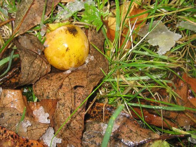 Diospyros_virginiana_80572.jpg