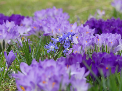 2021-03-25 Crocus 2.jpg