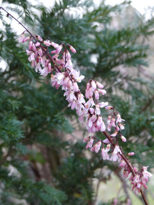 2021-03-25 Abeliophyllum distichum.jpg