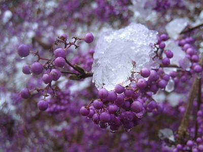 Callicarpa_80541.jpg