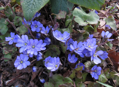 IMG_2968_Hepatica_Kasi_24Marz2021_.jpg