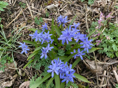 Chionoscilla allenii März 2021.jpg