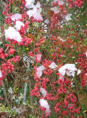 Berberis_wilsoniae_80662.jpg