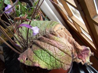 100_0704_Streptocarpus_parfuflora_2_PP.jpg
