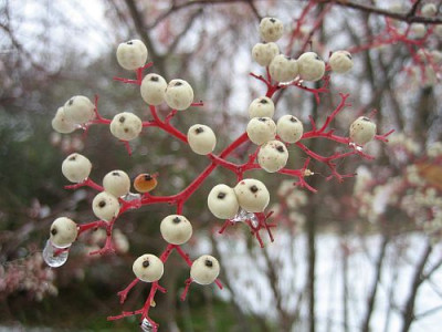 Cornus_drummondii_80631.jpg