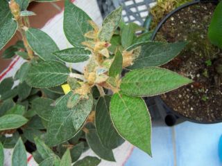 100_0705_Rh._edgeworthia_Knospe_PP.jpg