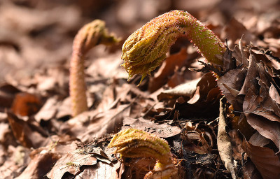 gunnera.jpg