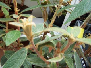 100_0706_Rh._edgeworthia_Stiel_PP.jpg