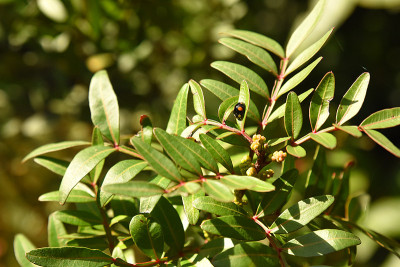 pistacia.jpg