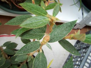 100_0707_Rh._edgeworthia_2_PP.jpg