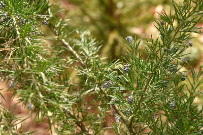 grevillea.jpg