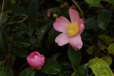 Cam_Plantation_Pink_9113_resize.JPG