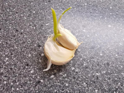 Knoblauch.jpg