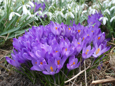 2021-03-26 Crocus 1.jpg