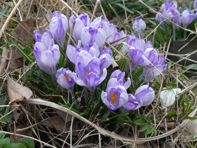 2021-03-26 Crocus 2.jpg