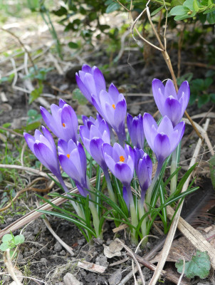 2021-03-26 Crocus heuffelianus 1.jpg