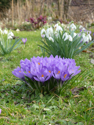 2021-03-26 Crocus 3.jpg