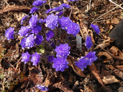 Hepatica von Axel 210326 k.jpg