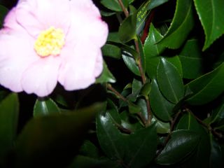 100_0709_Sasanqua_rose_T.H._PP.jpg