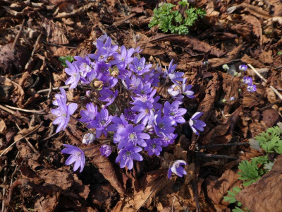 Hepatica nobilis 1 210325 k.jpg